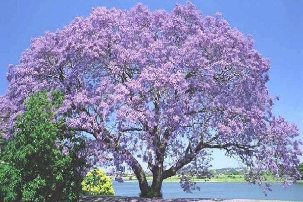 El árbol del kiri y sus secretos para conservar el planeta